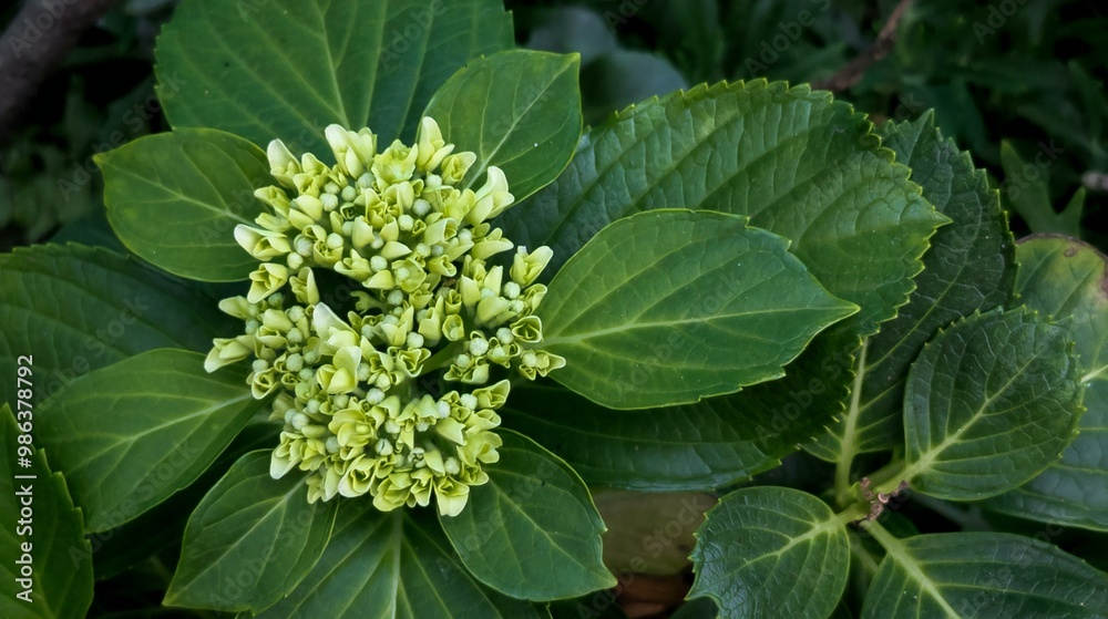 Close-Up of Hydrangea Buds and Leaves, Nature Floral Photography Close-Up of Hydrangea Buds and Leaves, Nature Floral Photography