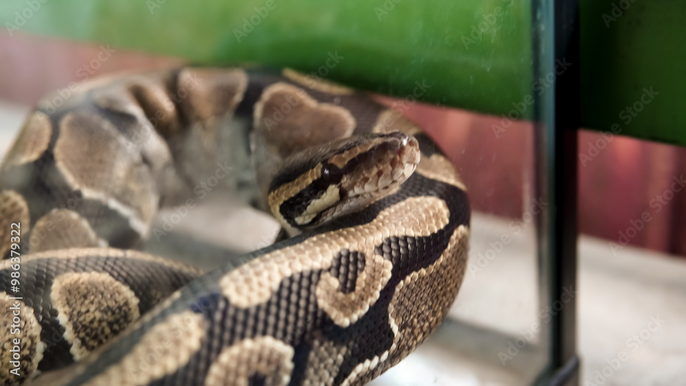 A snake in a transparent acrylic box A snake in a transparent acrylic box