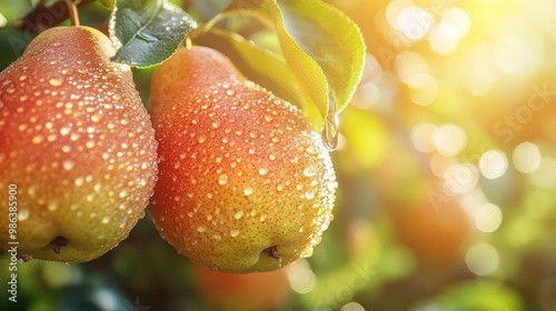 closeup of ripe pears with glistening water droplets soft focus background of orchard warm sunlight accentuating fruits texture mouthwatering freshness