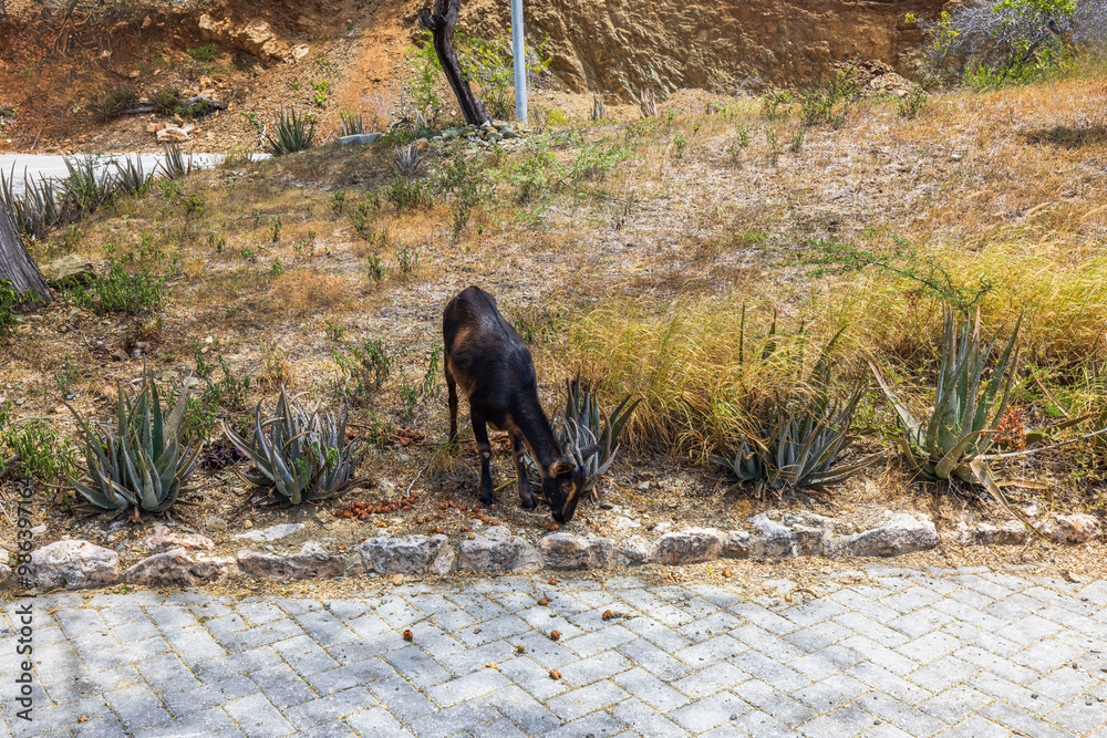 Mountain goat grazing in Arikok National Park stony desert near hiking trail in Aruba. Mountain goat grazing in Arikok National Park stony desert near hiking trail in Aruba.