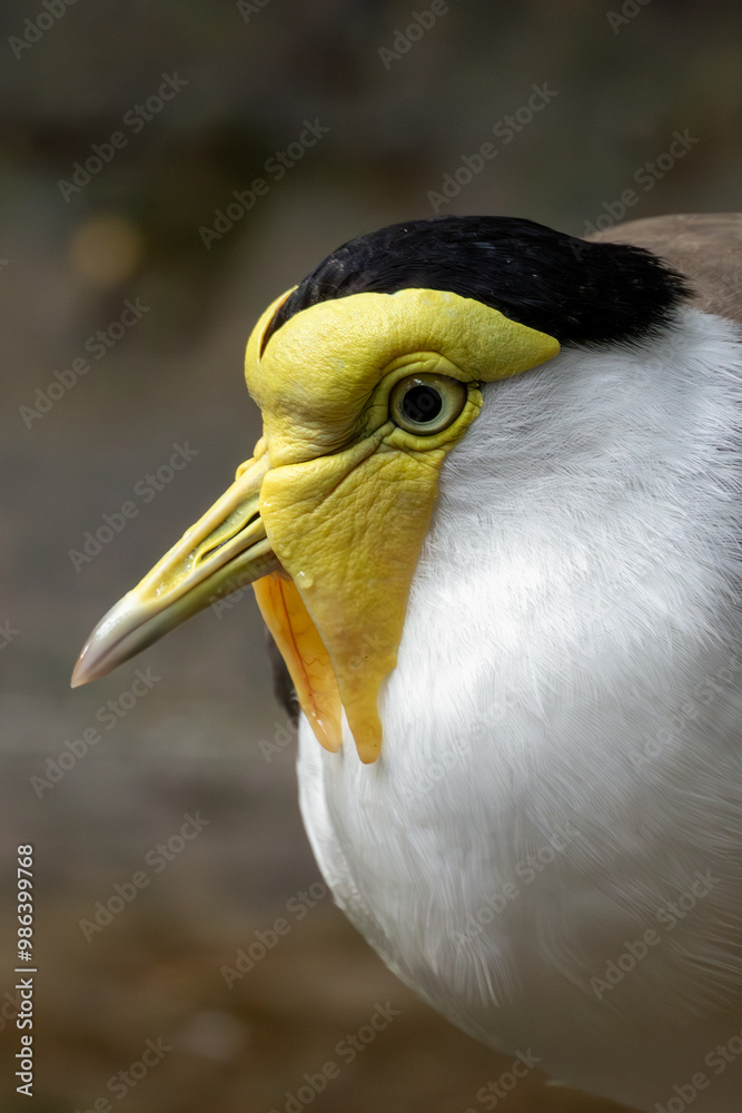 Masked Lapwing (Vanellus miles), common in grasslands and wetlands of Australia and New Zealand Masked Lapwing (Vanellus miles), common in grasslands and wetlands of Australia and New Zealand