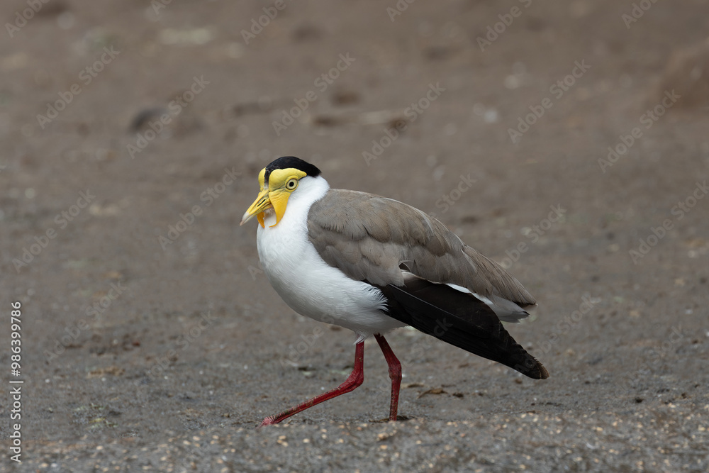 Masked Lapwing (Vanellus miles), common in grasslands and wetlands of Australia and New Zealand Masked Lapwing (Vanellus miles), common in grasslands and wetlands of Australia and New Zealand