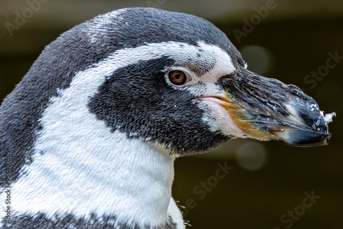 Humboldt Penguin (Spheniscus humboldti), common along the coasts of Chile and Peru photo