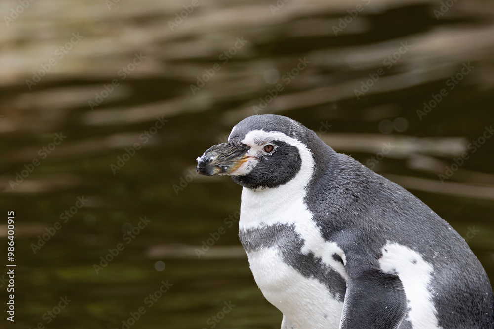 Obraz premium Humboldt Penguin (Spheniscus humboldti), common along the coasts of Chile and Peru