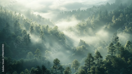 Misty Forest Landscape with Sun Rays Breaking Through Trees in Early Morning Light, Serene Nature Scene, Tranquil Woodland, Lush Greenery, Atmospheric View, Peaceful Wilderness, Scenic Beauty