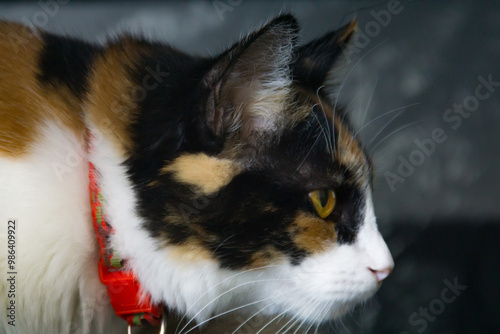 gato