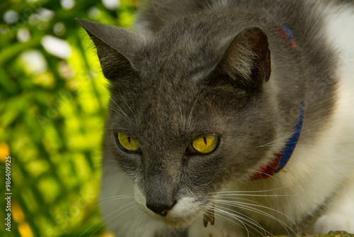 gato
