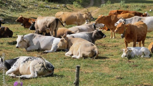 Cows relaxing in a pasture while chewing their cud