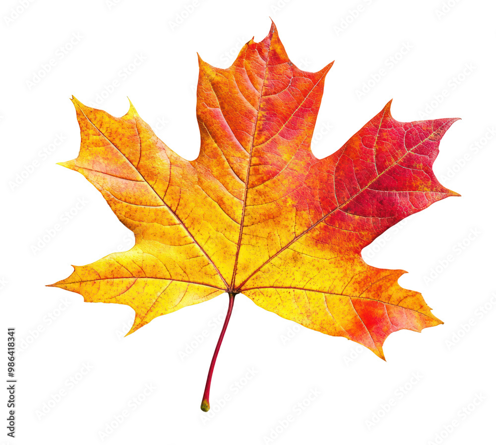 Obraz premium autumn maple leaf isolated