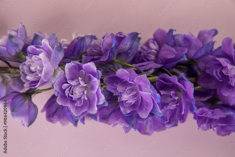 Φωτογραφία Flower of lush purple delphinium on pink background pink