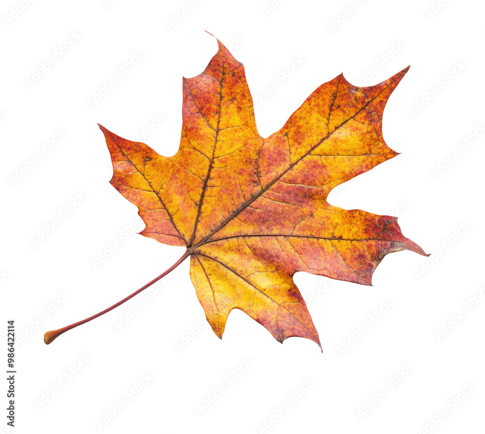 Obraz premium autumn maple leaf, half dry