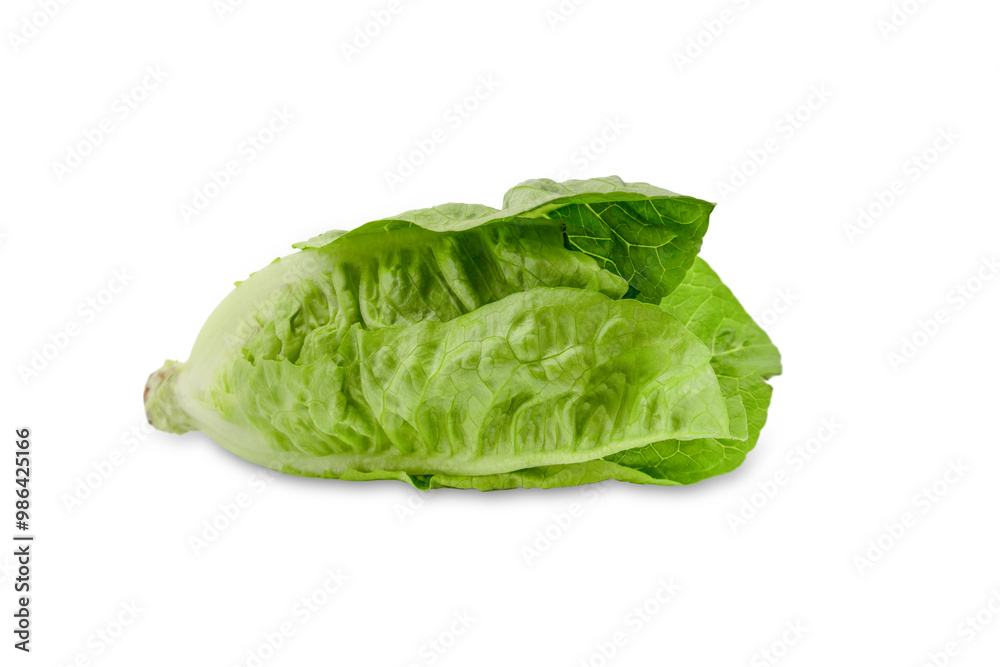Fresh romaine lettuce isolated on white background Fresh romaine lettuce isolated on white background