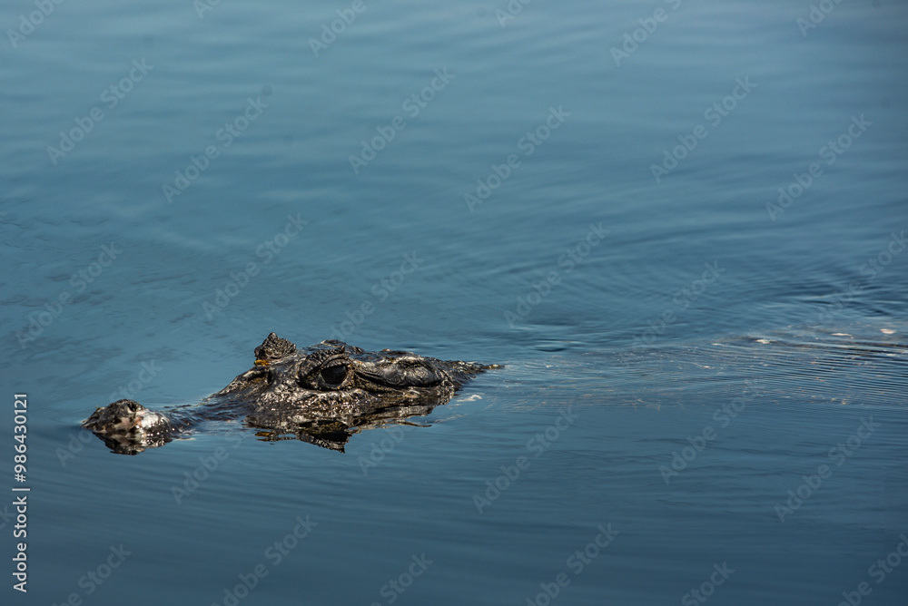 Alligator in water Alligator in water