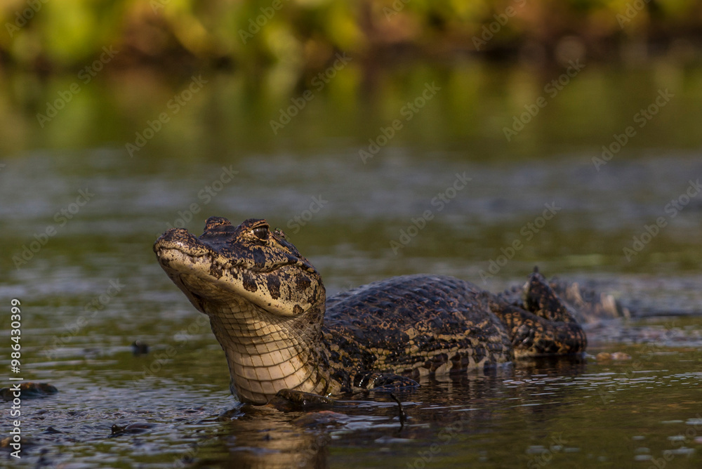 Fototapeta premium alligator in the swamp