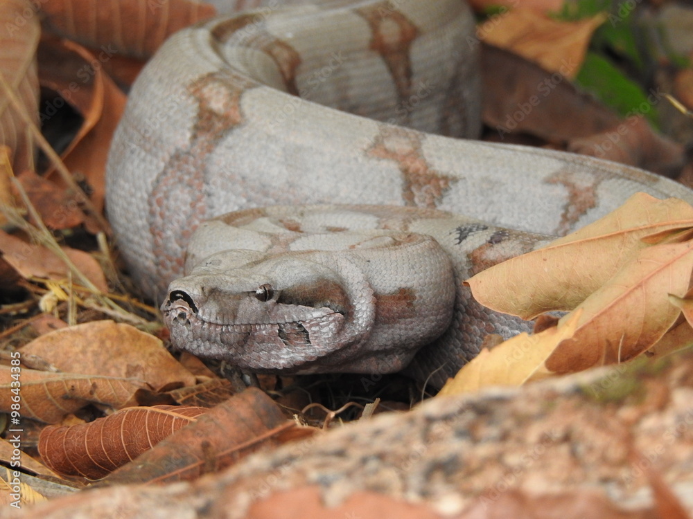 Fototapeta premium Common boa (Boa constrictor) in Central Brazil, Goiás.
