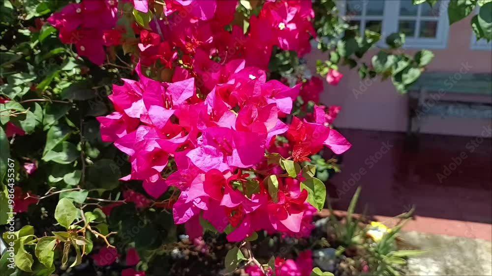 pink flowers in garden pink flowers in garden
