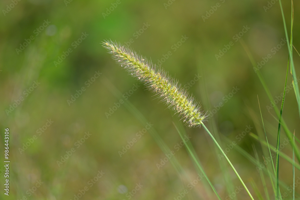 Beautiful setaria view with green plant in the outdoor Beautiful setaria view with green plant in the outdoor