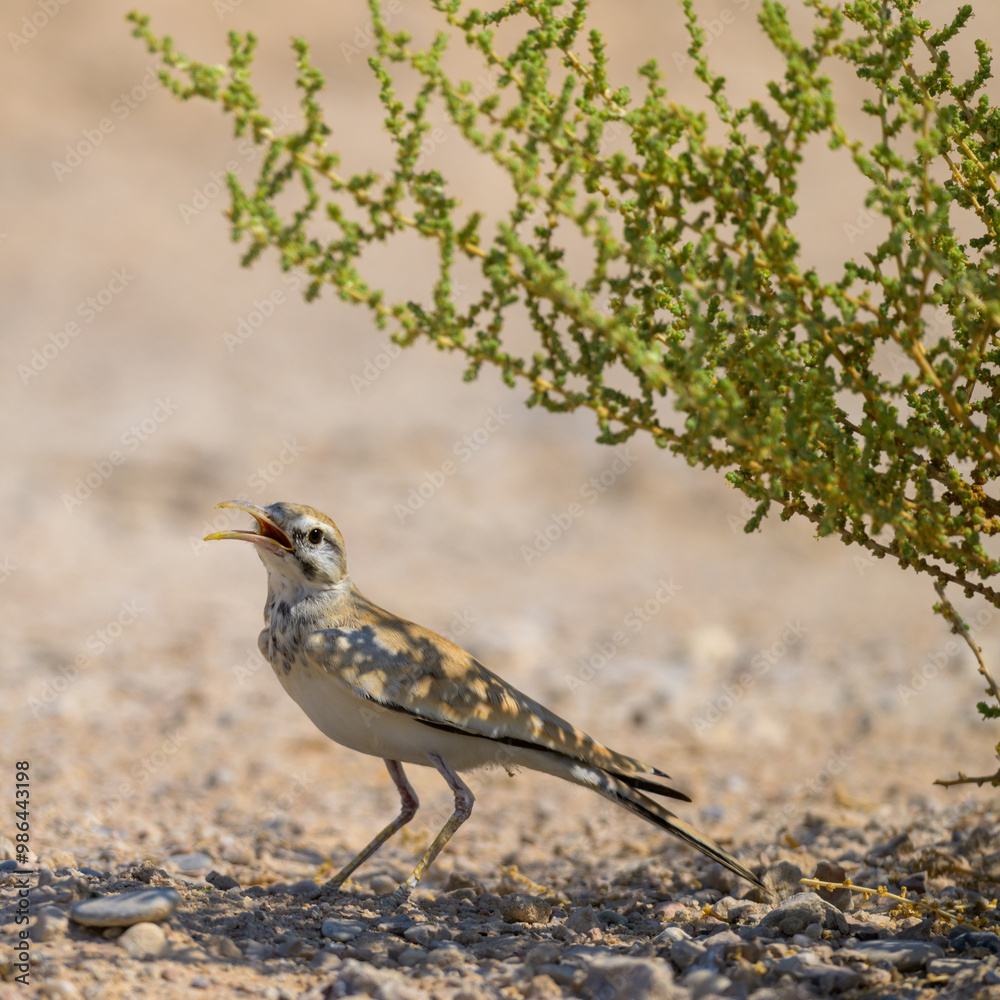 Hoopoe lark, Hoopoe lark,