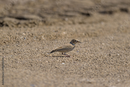 bird on the beach