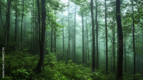 Misty Morning in a Deep Green Forest, ideal for outdoor and nature related concepts Generative AI