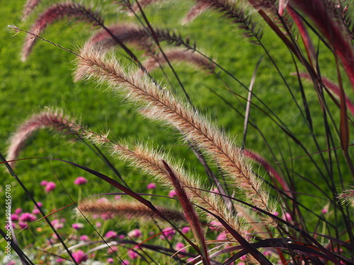 sunlit summer grass 
