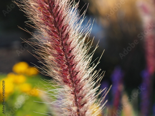 sunlit summer grass closeup