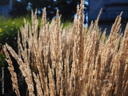 sunlit summer grass 