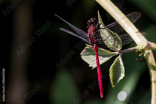 dragonfly on leaf