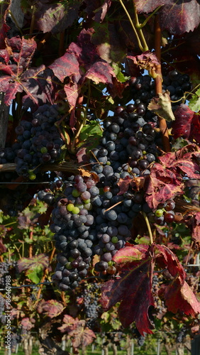 red grapes in the vineyard