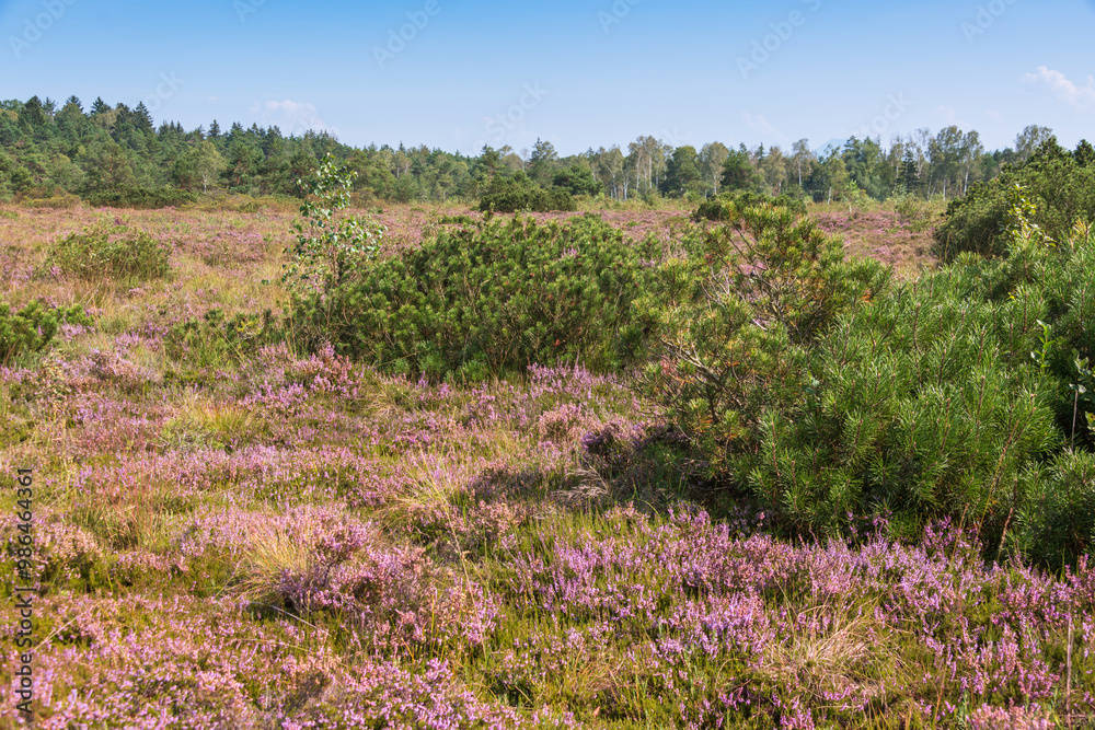 Beautiful Blooming Heathland Beautiful Blooming Heathland