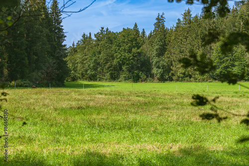 Green Meadow Surrounded By The Forest photo