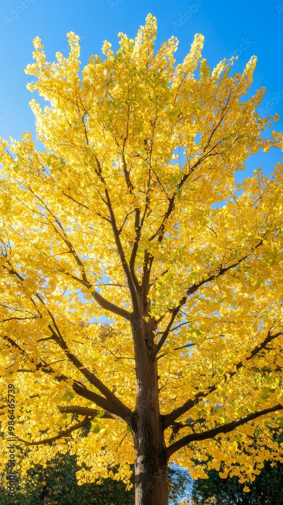 Fototapeta premium Golden Ginkgo leaves shine against a dark backdrop highlighting autumns hues