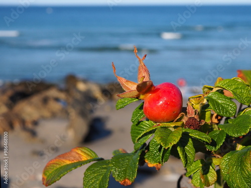 sunlit rose hip in coastal Maine