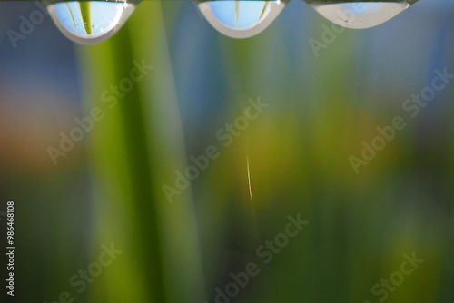 water droplets against green plants