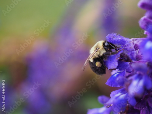 pollinating bee on purple flowers
