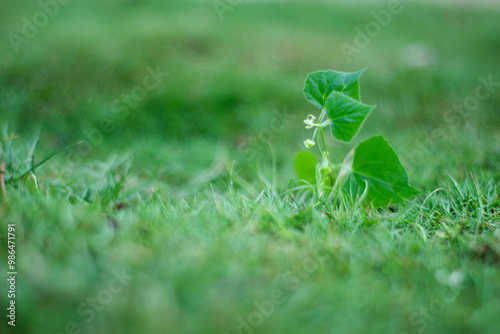 green grass with dew