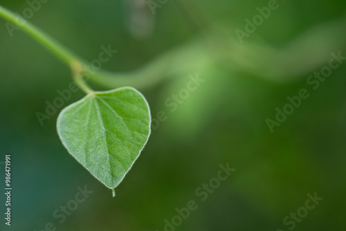 close up of green leaves