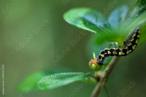 caterpillar on leaf