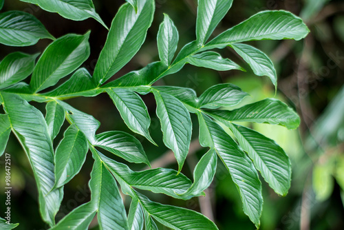 green leaves background