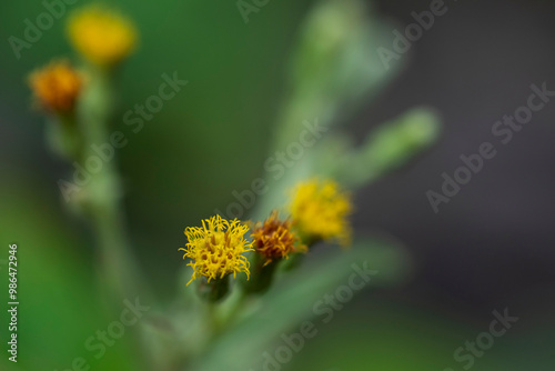 bee on flower