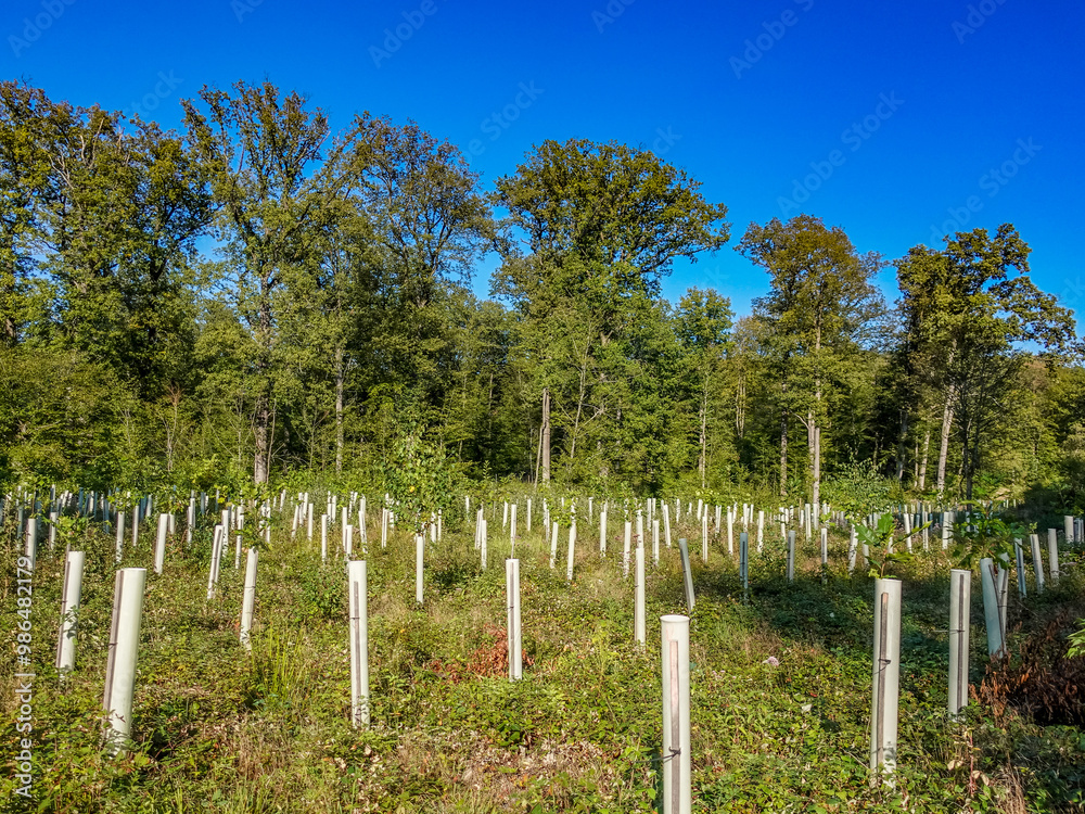 Wiederaufforstung im Mischwald durch anpflanzen junger Laubbäume Wiederaufforstung im Mischwald durch anpflanzen junger Laubbäume
