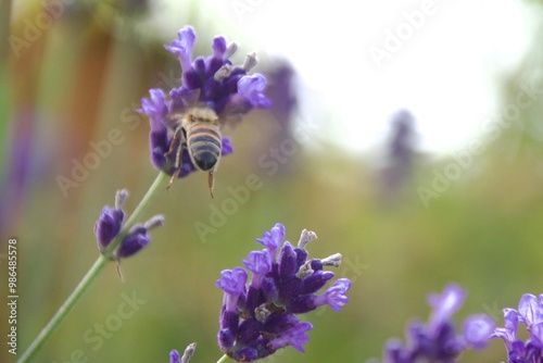 A rare wild bee feeding on a vibrant purple flower, showcasing its delicate wings and detailed interaction with the plant, set against a black background, highlighting the endangered status of the bee