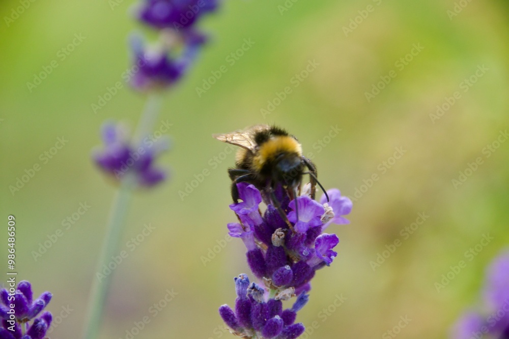 A close-up of a bumblebee feeding on a pink clover flower, surrounded by green leaves, capturing the bee’s fuzzy body and delicate interaction with the bloom in a natural setting. A close-up of a bumblebee feeding on a pink clover flower, surrounded by green leaves, capturing the bee’s fuzzy body and delicate interaction with the bloom in a natural setting.