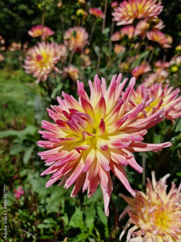 Beautiful flowers in the nature, with awesome colors. Beautiful flowers in the nature, with awesome colors.