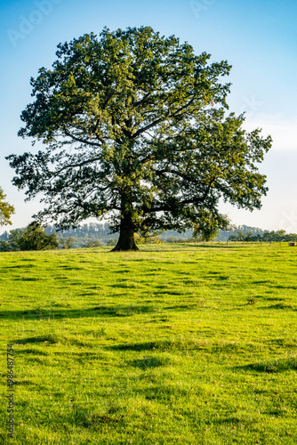 Wiese mit welligem Untergrund