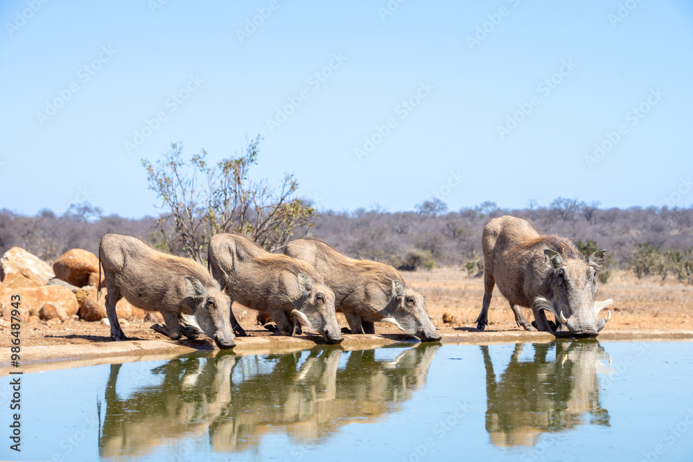 Fototapeta premium Warthogs