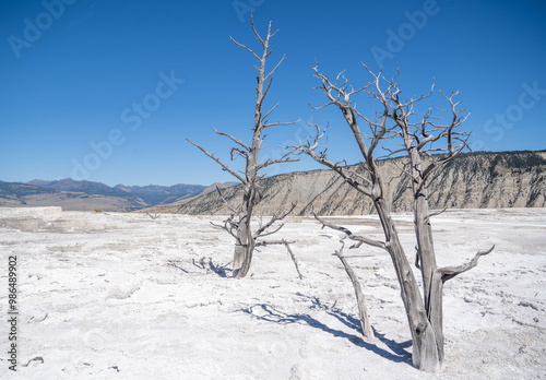 Canary Spring Trees photo