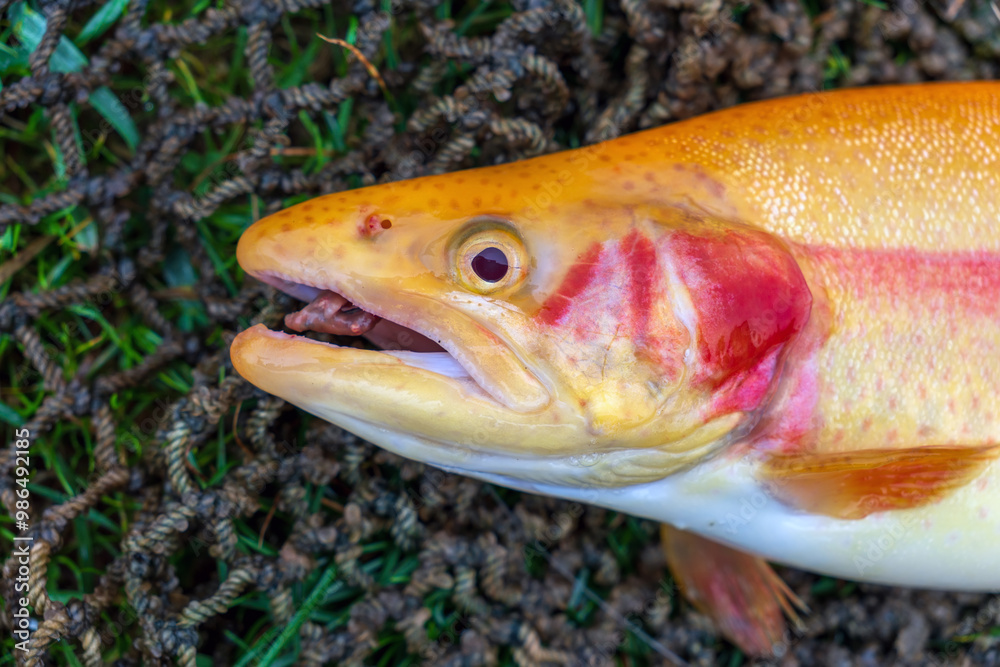 Close-up of a freshly caught large golden trout lies in a net on the wet grass Close-up of a freshly caught large golden trout lies in a net on the wet grass