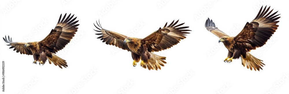 Bald Eagle symbol of USA isolated on white background Bald Eagle symbol of USA isolated on white background