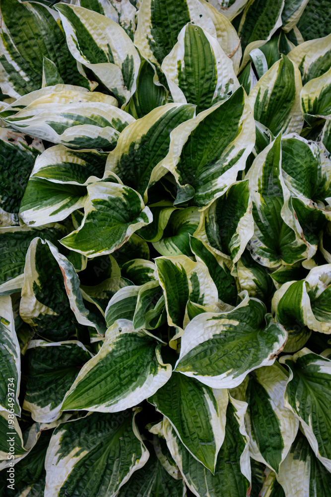 Obraz premium Vibrant Green Hosta Bush with Lush Leaves in Garden Setting